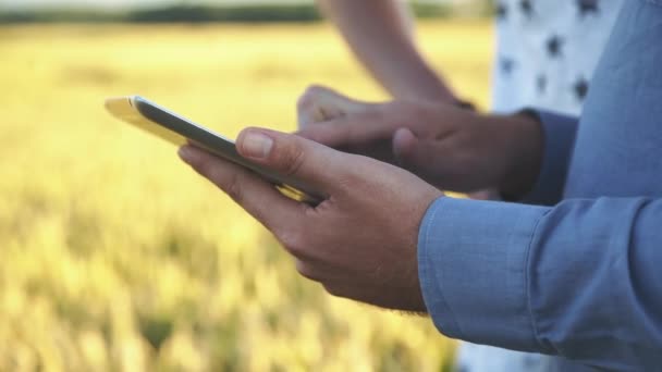 Unerkennbare Bauernhände mit Tablette im Weizenfeld — Stockvideo