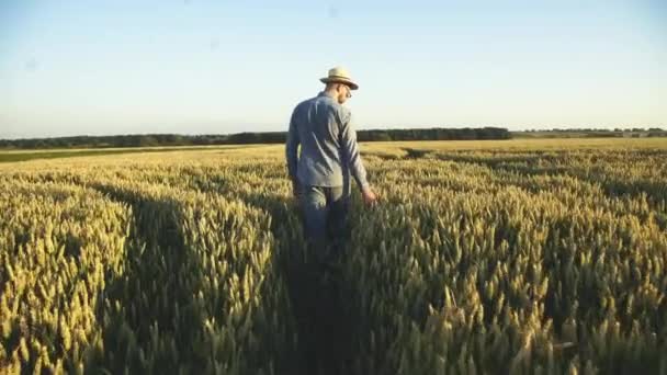 Назад вигляд фермера, що ходить серед пшеничного поля і озирається навколо — стокове відео