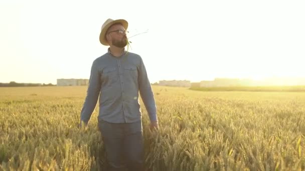 Agricultor com espigas de trigo na boca caminha entre o campo e olha para o céu — Vídeo de Stock