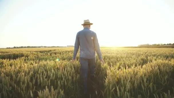 Mirada trasera del agricultor caminando entre el campo de trigo y tocando las orejas — Vídeos de Stock