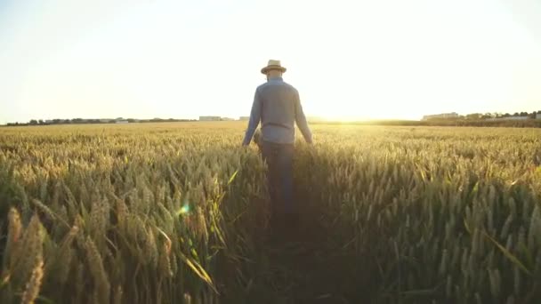 Agricultor caminando entre el campo de trigo al atardecer y tocando las orejas — Vídeos de Stock