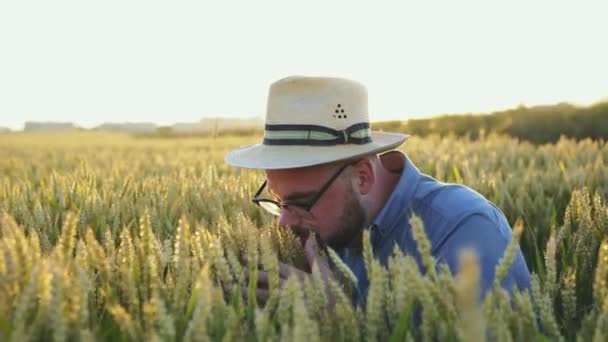 Fazendeiro feliz verifica espessas espigas de trigo no campo e se alegra no campo — Vídeo de Stock