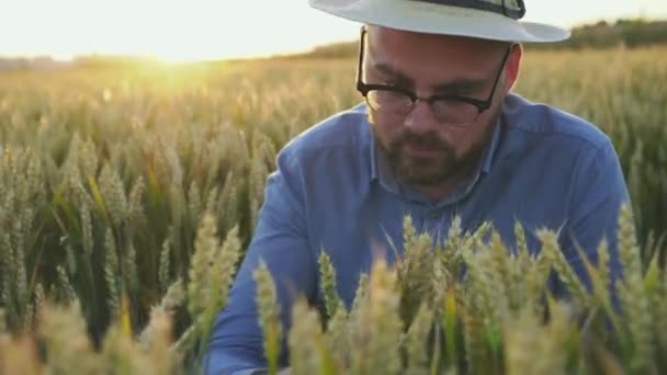 O agricultor verifica as orelhas de trigo, acena a cabeça com o sorriso no rosto na câmera — Vídeo de Stock