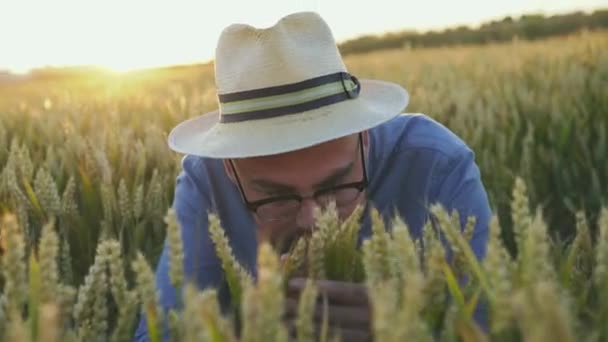 Feliz granjero huele espesas espigas de trigo y sonriendo — Vídeos de Stock