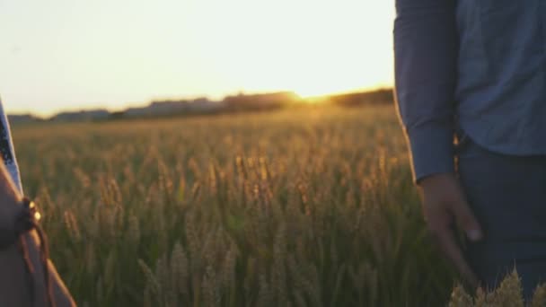 Deux agriculteurs méconnaissables se serrent la main dans un champ de blé au coucher du soleil — Video