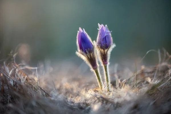 Flowers Dream Grass Pulsatilla Patens Sunrise — Stock Photo, Image