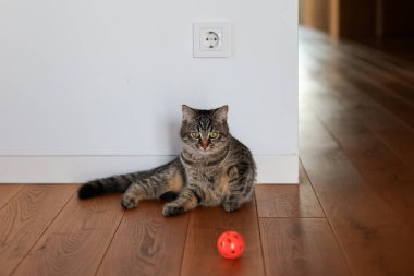 Kedi Kırmızı Top 'la Tahta Yerde Rahatlıyor