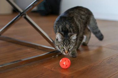 Kedi ahşap zeminde kırmızı bir topla oynuyor.