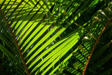 Güneş Işığı Avuç İçleri Tropikal Yaprakların Yakın Görüntüsü