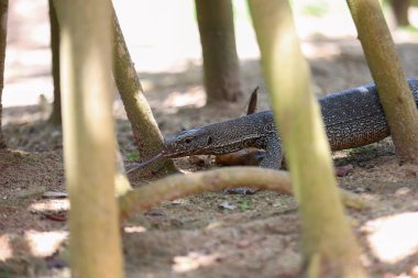 Doğal Yaşam Alanında Dilli Kertenkeleyi İzle