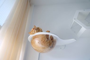 Modern Kedi Yatağında Rahatlayan Tatlı Portakal Kedisi