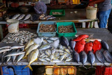 Yerel Balık Pazarı 'nda Taze Deniz Ürünleri Gösterimi