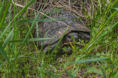 Türkiye. Cappadocia. Komik kaplumbağa