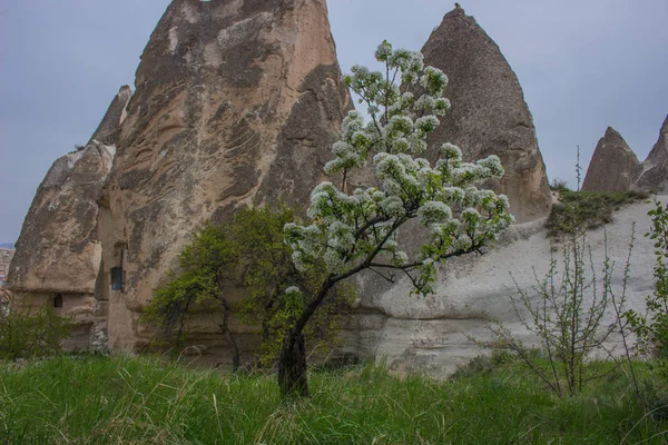 Truthahn Kappadokien Höhlen Des Taubentals Die Frühlingsblüte — Stockfoto