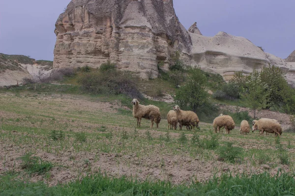 Tacchino Cappadocia Grotte Valle Dei Piccioni Ovini Pascolo — Foto Stock