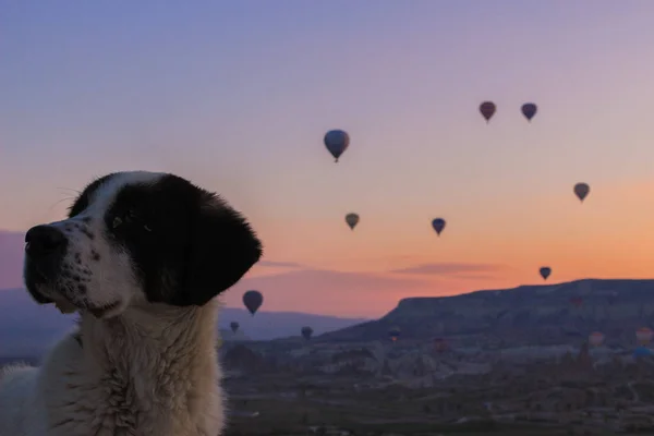 Turkiet Cappadocia Morgon Soluppgång Hund Grottor Ballonger — Stockfoto