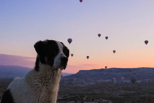 Turquia Capadócia Bom Dia Nascer Sol Cão Cavernas Balões — Fotografia de Stock