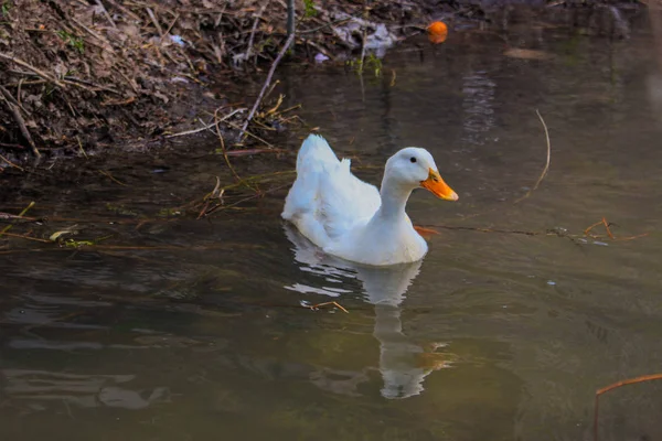 wild white duck swimming in the river