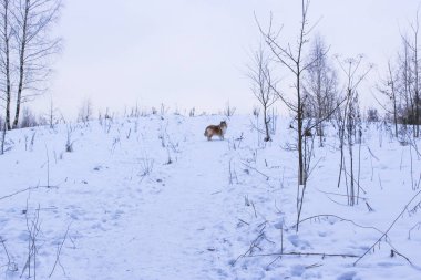 Kırmızı kömür ocağı kaba kar kış orman