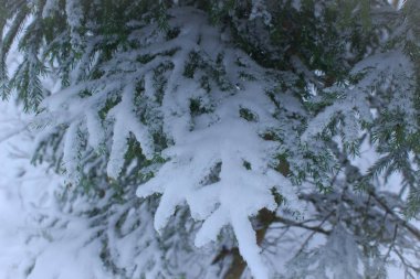 kış kar orman, çam dalları