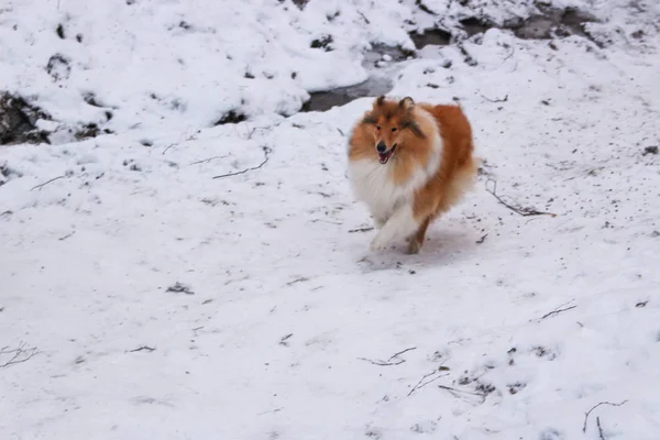 Collie Rouge Rugueux Dans Neige Forêt Hiver — Photo