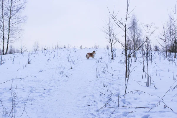 Kırmızı kömür ocağı kaba kar kış orman