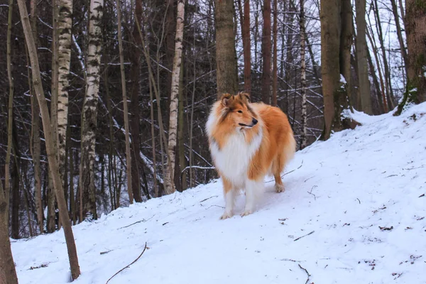 Vermelho Collie Áspero Neve Floresta Inverno — Fotografia de Stock