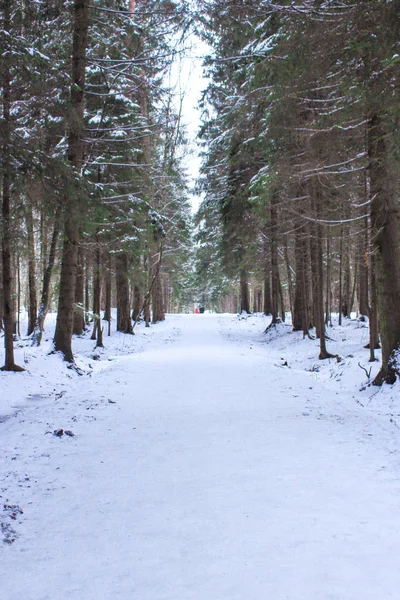 Winter snow forest, winter alley