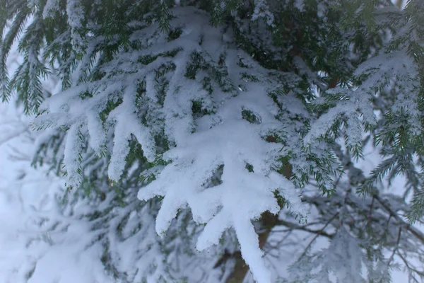 kış kar orman, çam dalları
