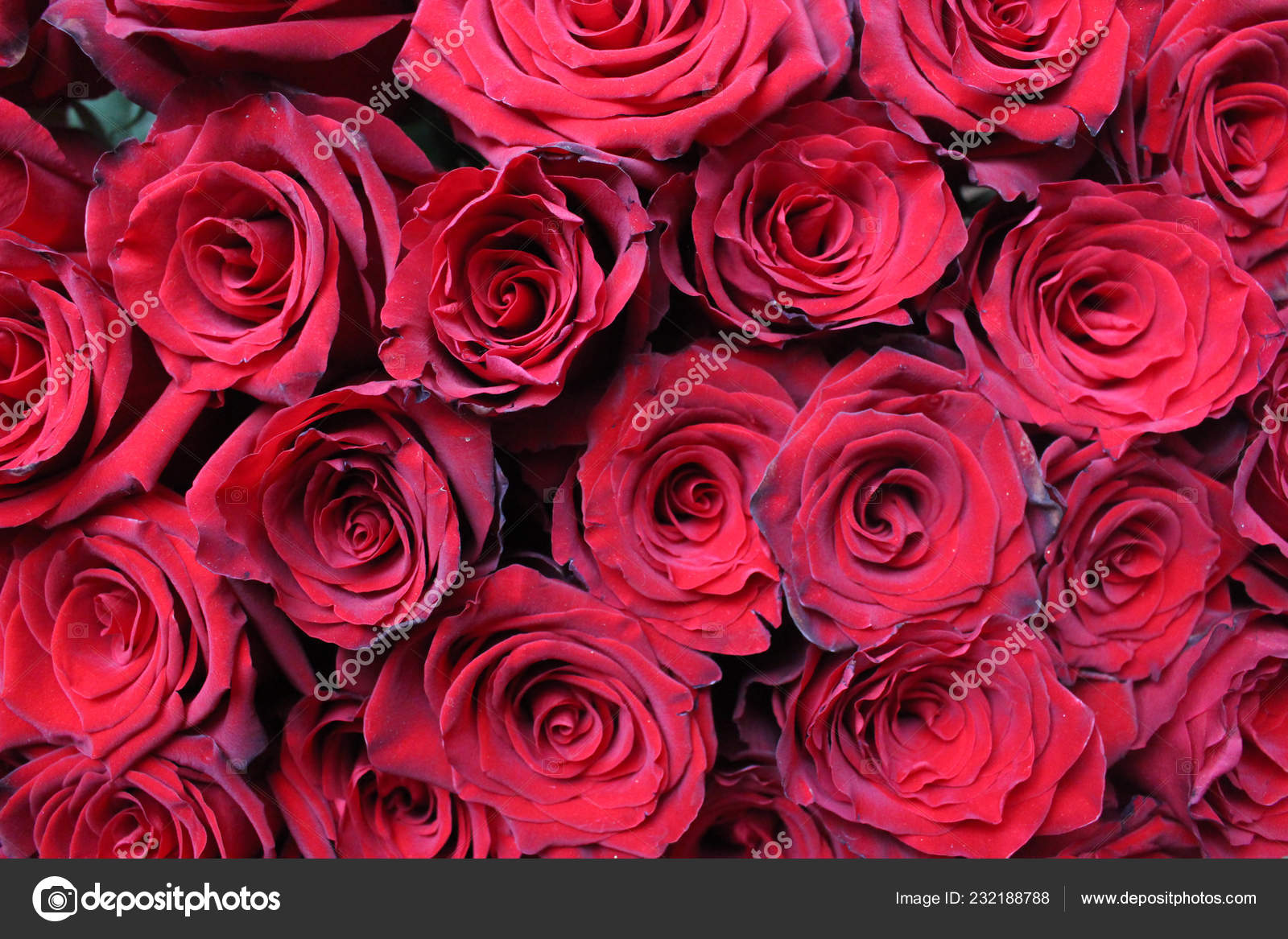 Red Rose Bouquet Red Roses Background Holiday Present Stock Photo Image By C Pronina Red Rose Bouquet Red Roses Background Holiday Present Stock Photo Image By C Pronina