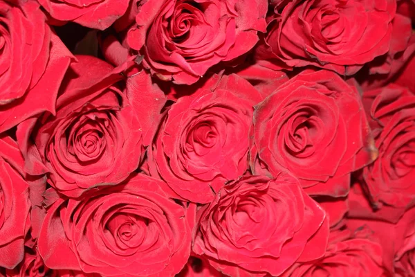 Red rose bouquet, red roses background, holiday present