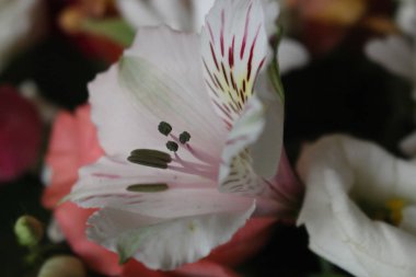 Buket çiçekler çok güzel arka plan, buket çiçek tatil hediyedir. Gül, papatyalar, kasımpatı, gerbera, lilyum, orkide