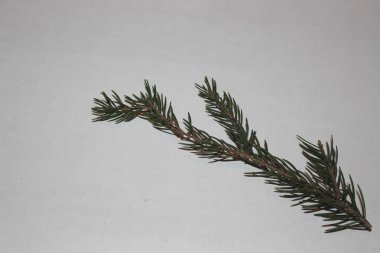 yeşil çam dalı, arka plan ve doku