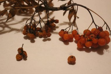 piper, rowan Bahar, kırmızı meyveler kurutulmuş fışkın