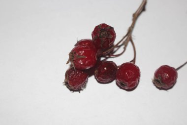 Kurutulmuş dal, alıç çilek, kırmızı meyveler