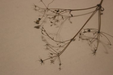 Kağıt arka plan ve doku kurutulmuş dal