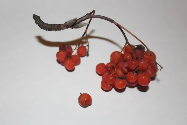Kurutulmuş Delikanlı Rowan Kırmızı Meyveler — Stok fotoğraf