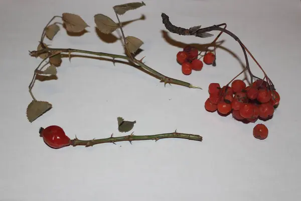 Sušená Snítka Rowan Divoké Růže Červené Bobule — Stock fotografie
