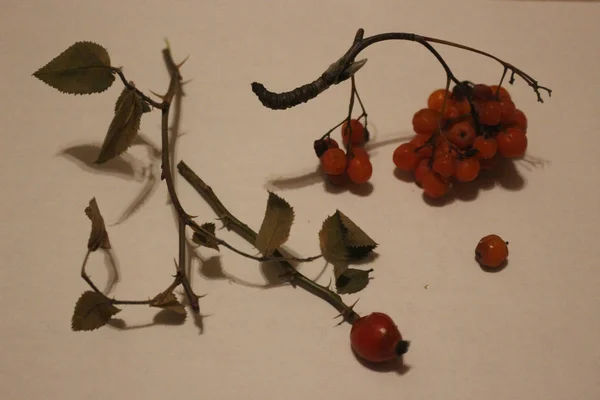 Αποξηραμένο Κλωναράκι Αυλητής Rowan Και Την Άνοιξη Άγρια Τριαντάφυλλα Κόκκινα — Φωτογραφία Αρχείου