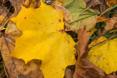 Akçaağaç yaprakları, sonbahar yaprakları arka plan
