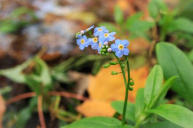 Sonbahar, arka plan, güzel, Güzellik, çiçek, çiçek, çiçek, botanik, parlak, flora, çiçek, çiçek, Bahçe, yeşil, yaprak, yaprak, makro, akçaağaç, Doğa, Doğa, açık, bitki, sezon