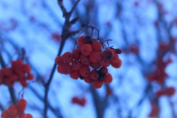 Červené Jeřabiny Pozadí Zimní Přírody Chladný Večer — Stock fotografie