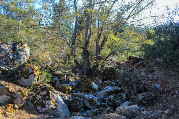 Source Drinking Water Stones Tree Lycian Trail — Stock Photo, Image