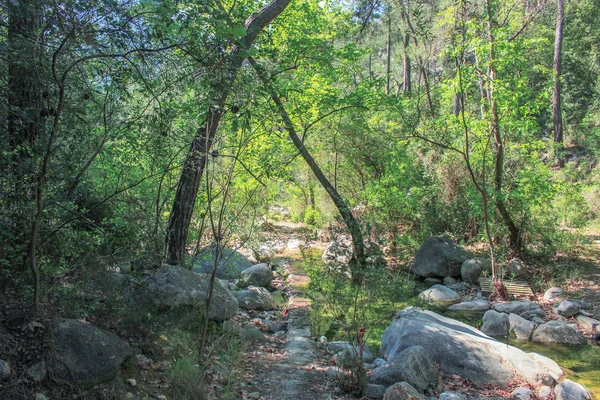 Pont Ombragé Dans Forêt Verte Tôt Matin Nature Arrière Plan — Photo