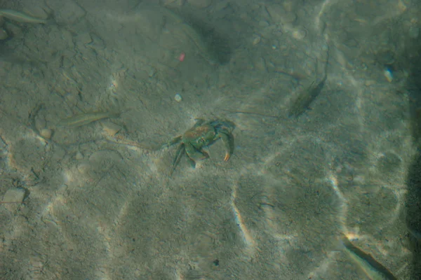 Background. Underwater life. Crab on sand and fish. The glare of the sun on the water