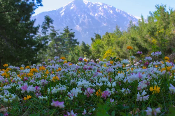 Wiese Mit Bunt Blühenden Blumen Vor Einem Hintergrund Von Bergen lizenzfreie Stockbilder