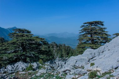 kayalık dağ manzarası, çam ormanları ve yeşil çayır. Likya yolu. Türkiye'nin doğal arka plan