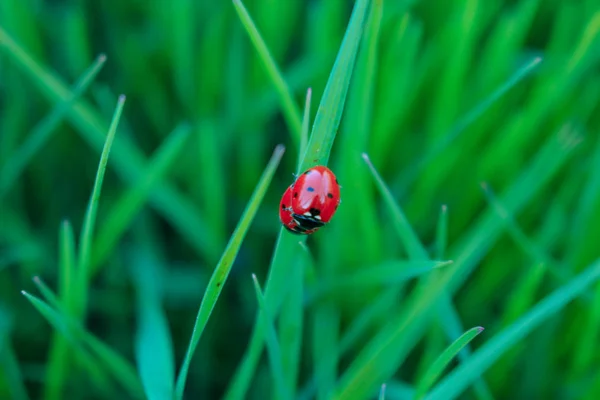 Roter Marienkäfer Dunkelgrünem Gras Natürlichen Hintergrund — Stockfoto