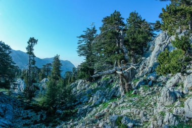 kayalık dağ manzarası, çam ormanları ve yeşil çayır. n. Likya yolu. Turkeyatural arka plan