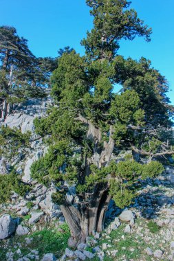 kayalık dağ manzarası, çam ormanları ve yeşil çayır. n. Likya yolu. Turkeyatural arka plan